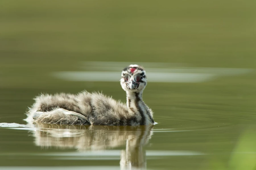 Photo taken from a floating blind in a pond in la Dombes in France.