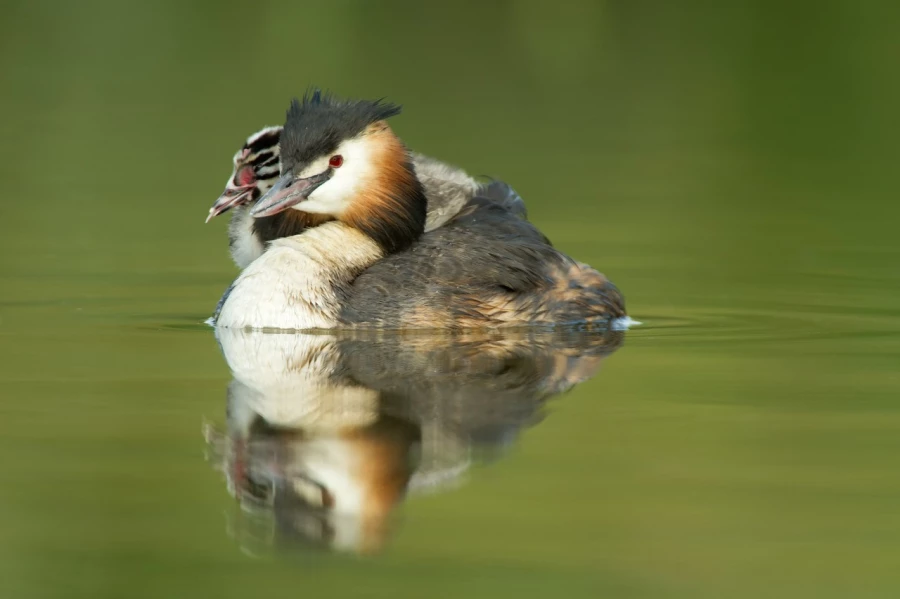 Photo réalisée depuis un affût flottant sur un étange de la Dombes.