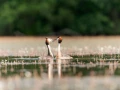 Photo réalisée depuis un affût flottant sur un étange de la Dombes.