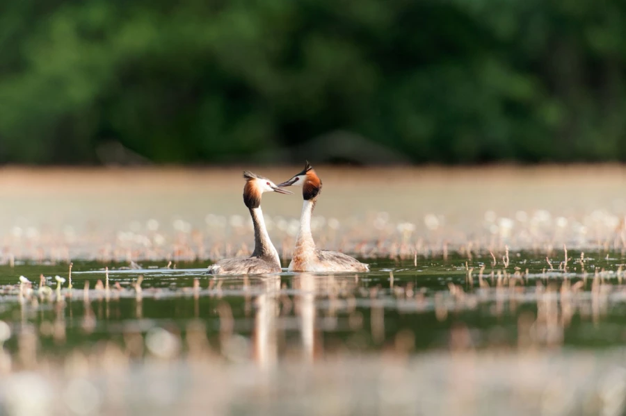 Photo réalisée depuis un affût flottant sur un étange de la Dombes.