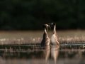 Photo réalisée depuis un affût flottant sur un étange de la Dombes.