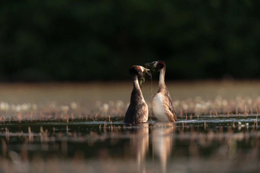 Photo réalisée depuis un affût flottant sur un étange de la Dombes.