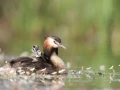 Photo réalisée depuis un affût flottant sur un étange de la Dombes.