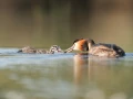 Photo réalisée depuis un affût flottant sur un étange de la Dombes.