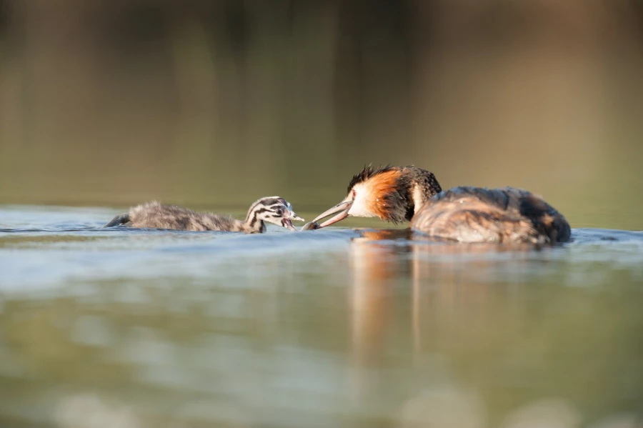 Photo réalisée depuis un affût flottant sur un étange de la Dombes.