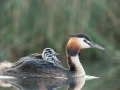 Photo réalisée depuis un affût flottant sur un étange de la Dombes.