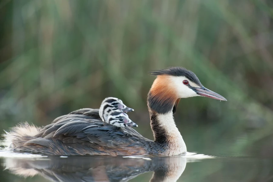 Photo réalisée depuis un affût flottant sur un étange de la Dombes.