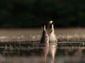 Photo réalisée depuis un affût flottant sur un étange de la Dombes.