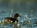 Photo réalisée depuis un affût flottant sur un étange de la Dombes.