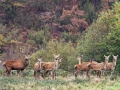 200 brame du cerf 2020 photo de didier v