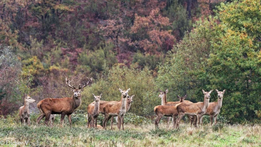 200 brame du cerf 2020 photo de didier v