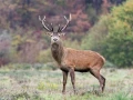 202 brame du cerf 2020 photo de didier v