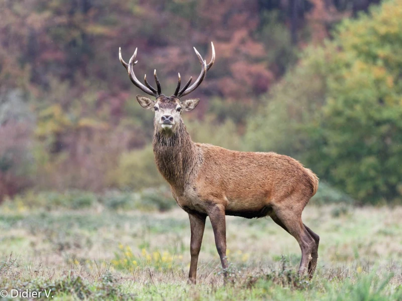 202 brame du cerf 2020 photo de didier v