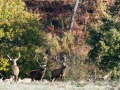 203 brame du cerf 2020 photo de didier v