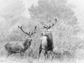 204 brame du cerf 2020 photo de didier v