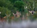204 brame du cerf 2020 photo de james c