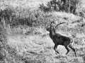 205 brame du cerf 2020 photo de didier v