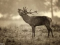 206 brame du cerf 2020 photo de james c