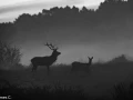 207 brame du cerf 2020 photo de james c