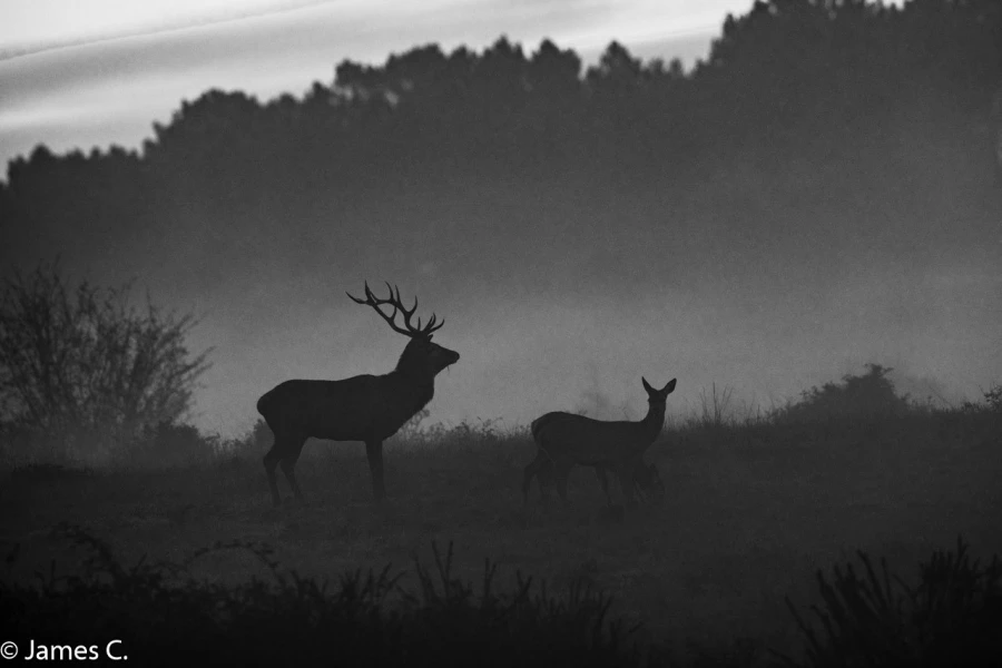 207 brame du cerf 2020 photo de james c