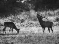 208 brame du cerf 2020 photo de james c