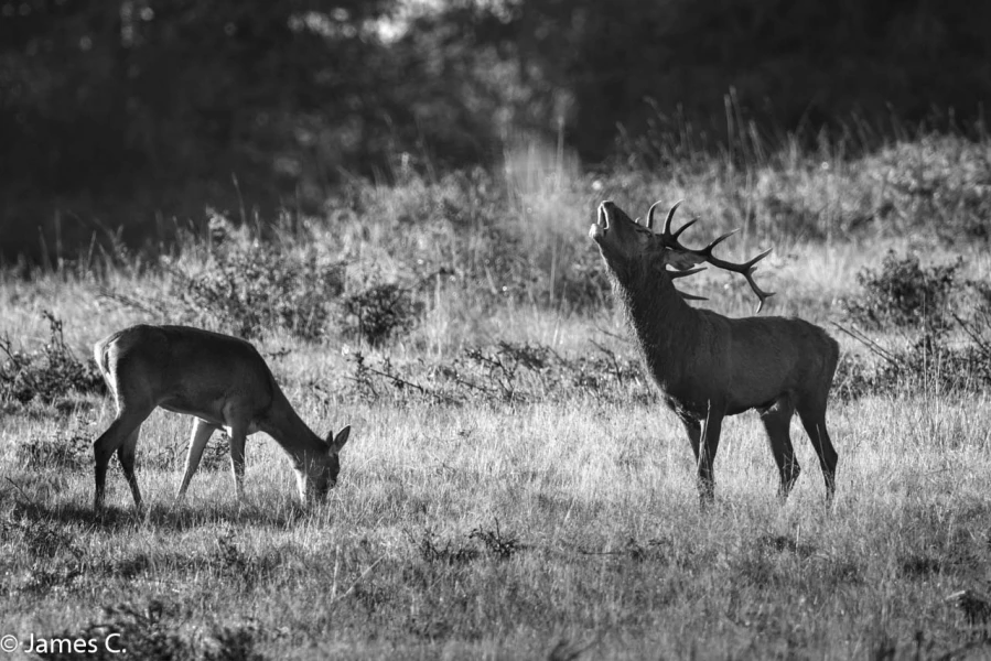 208 brame du cerf 2020 photo de james c