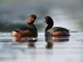 Photo réalisée depuis un affût flottant sur un étange de la Dombes.