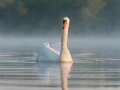 Photo réalisée depuis un affût flottant sur un étange de la Dombes.