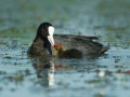Photo réalisée depuis un affût flottant sur un étange de la Dombes.