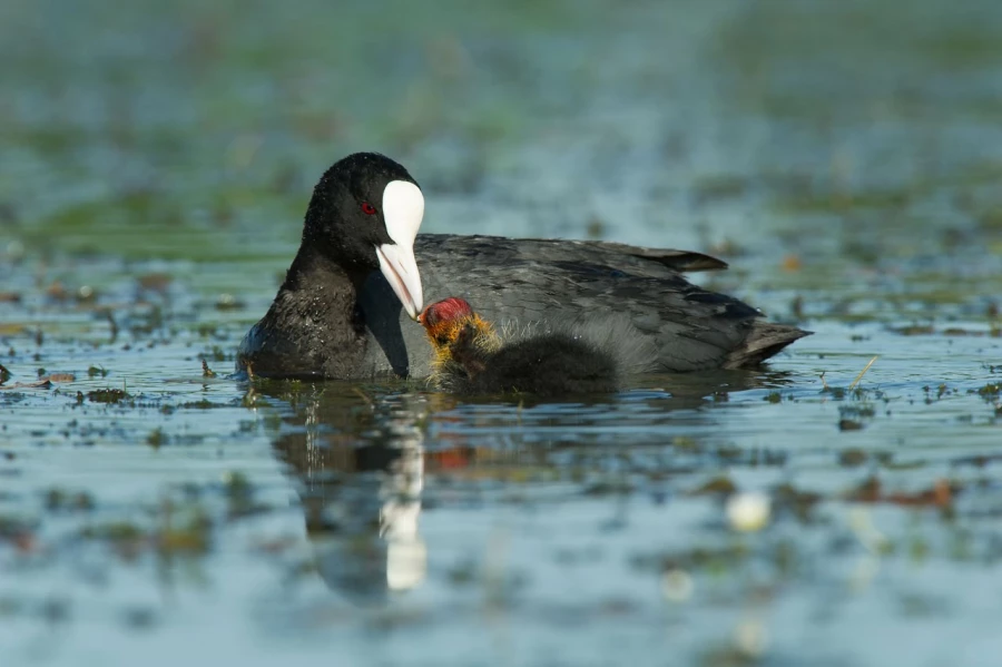 Photo réalisée depuis un affût flottant sur un étange de la Dombes.