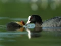 Photo réalisée depuis un affût flottant sur un étange de la Dombes.