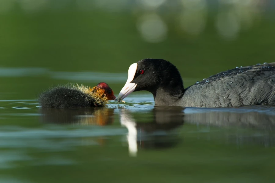 Photo réalisée depuis un affût flottant sur un étange de la Dombes.