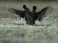 Photo réalisée depuis un affût flottant sur un étange de la Dombes.