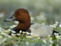 Photo réalisée depuis un affût flottant sur un étange de la Dombes.