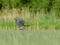 Photo réalisée depuis un affût flottant sur un étange de la Dombes.