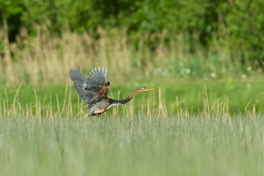Photo réalisée depuis un affût flottant sur un étange de la Dombes.