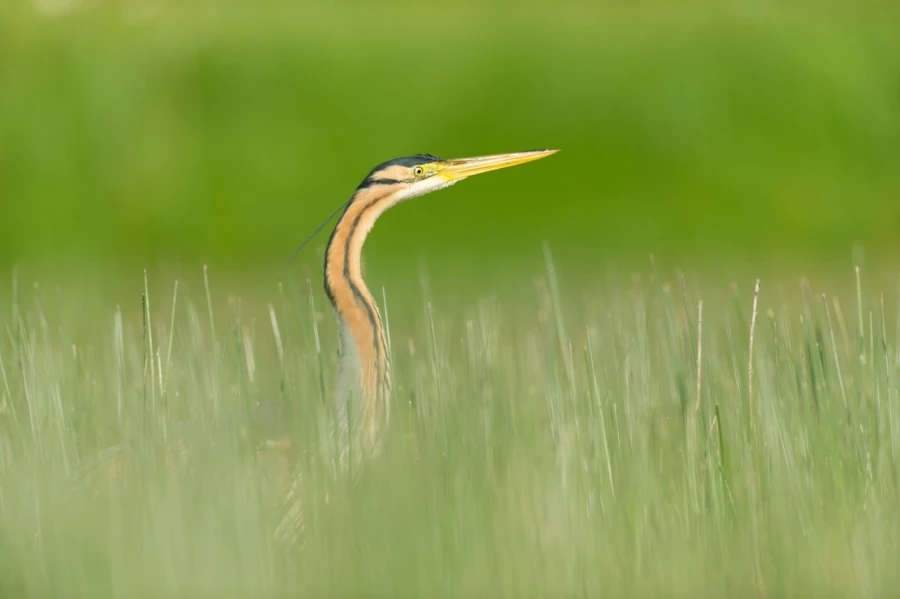 Photo réalisée depuis un affût flottant sur un étange de la Dombes.