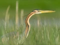 Photo réalisée depuis un affût flottant sur un étange de la Dombes.
