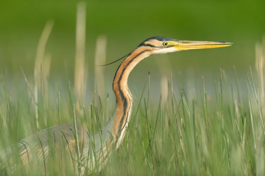 Photo réalisée depuis un affût flottant sur un étange de la Dombes.