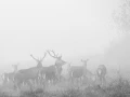 300 brame du cerf 2020 photo de annik m