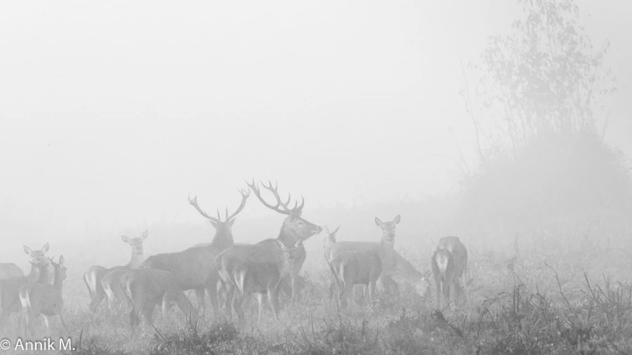 300 brame du cerf 2020 photo de annik m