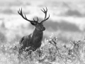 301 brame du cerf 2020 photo de annik m
