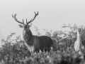 302 brame du cerf 2020 photo de annik m