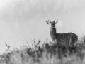 303 brame du cerf 2020 photo de annik m