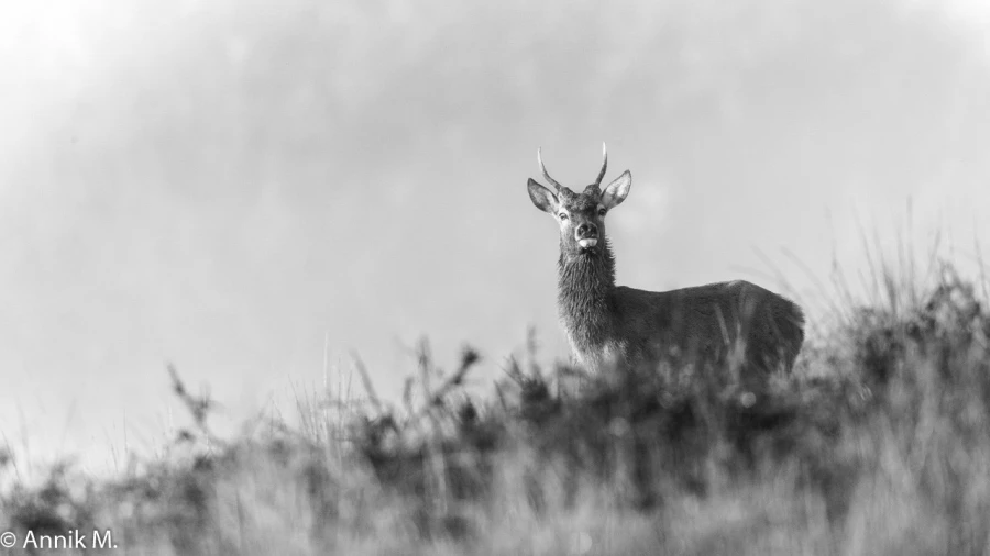 303 brame du cerf 2020 photo de annik m