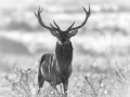 304 brame du cerf 2020 photo de annik m