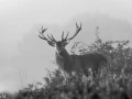 305 brame du cerf 2020 photo de annik m