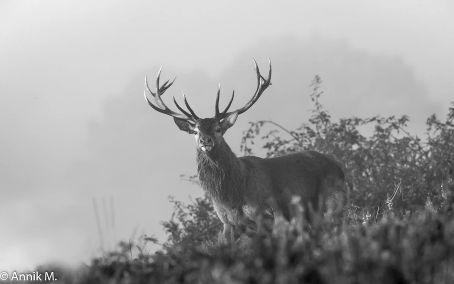 305 brame du cerf 2020 photo de annik m