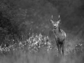 306 brame du cerf 2020 photo de annik m