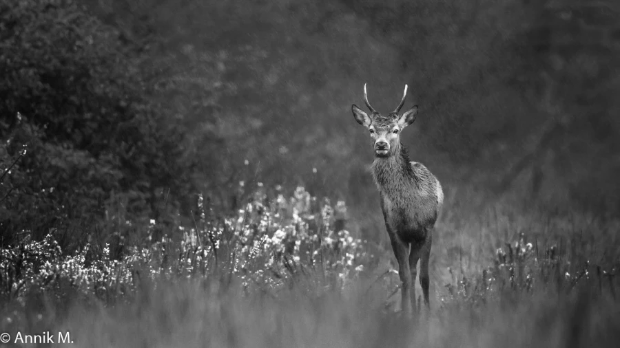 306 brame du cerf 2020 photo de annik m